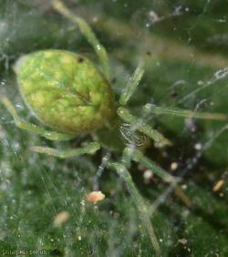 Green Meshweb Spider
