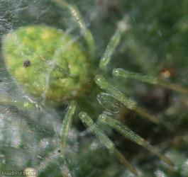 Green Meshweb Spider