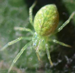 Green Meshweb Spider