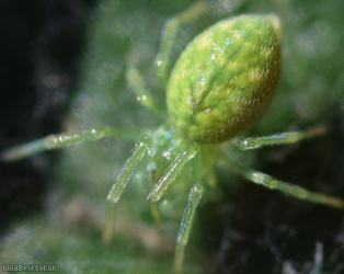Green Meshweb Spider