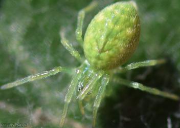 Green Meshweb Spider