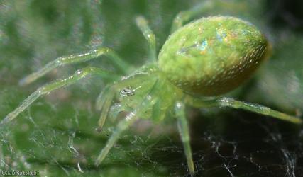 Green Meshweb Spider