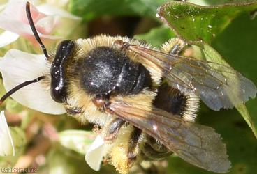 image for Wilke's Mining Bee