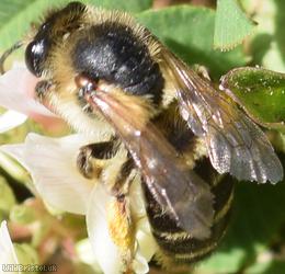 Wilke's Mining Bee