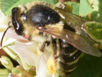 Wilke's Mining Bee