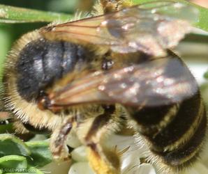 Wilke's Mining Bee
