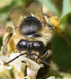Wilke's Mining Bee