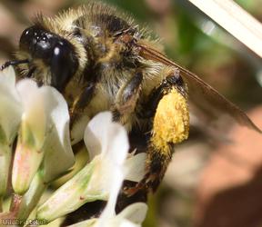 Wilke's Mining Bee