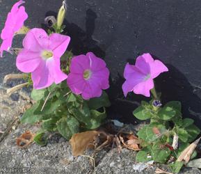 image for Petunia