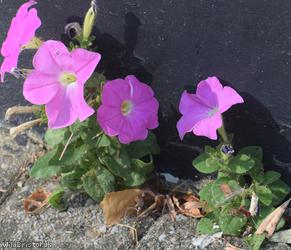 Petunia