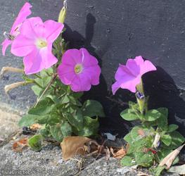 Petunia
