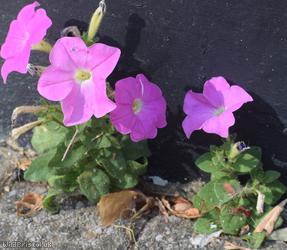 Petunia