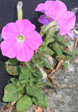 Petunia