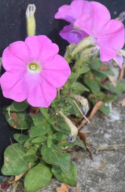 Petunia