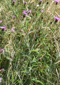 Black Knapweed