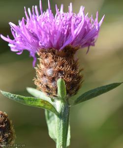 Black Knapweed