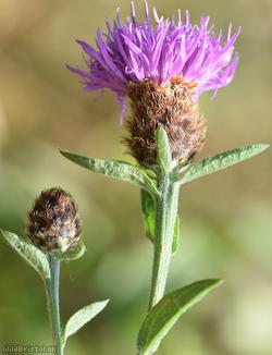 Black Knapweed