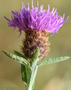 Black Knapweed