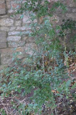 Common Hawthorn type 27