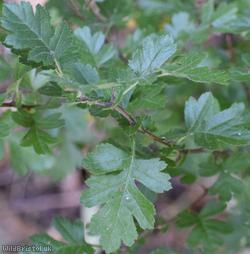 Common Hawthorn type 27