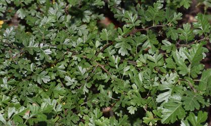 Common Hawthorn type 27