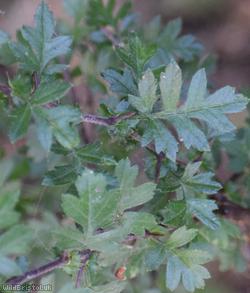 Common Hawthorn type 27