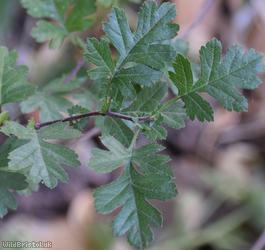 Common Hawthorn type 27