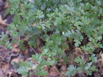 Common Hawthorn type 27