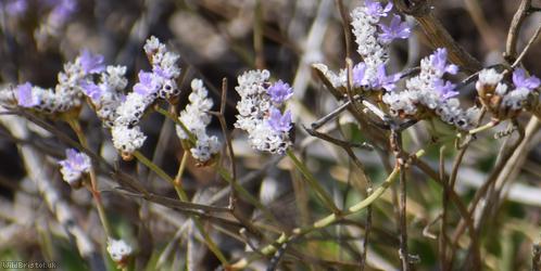 Devon Sea-lavender