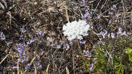 Devon Sea-lavender