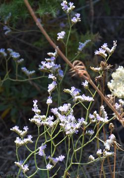 Devon Sea-lavender