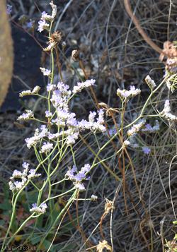 Devon Sea-lavender