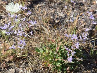 Devon Sea-lavender