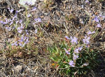 Devon Sea-lavender