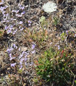 Devon Sea-lavender