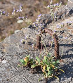Devon Sea-lavender