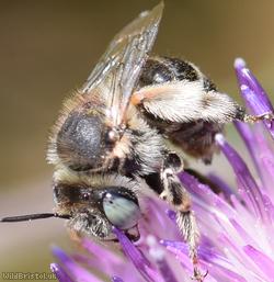 Green-eyed Flower Bee