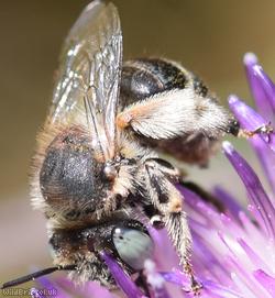 image for Green-eyed Flower Bee