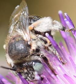Green-eyed Flower Bee