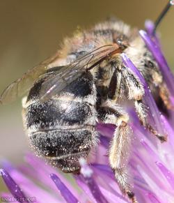 Green-eyed Flower Bee