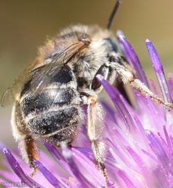 Green-eyed Flower Bee