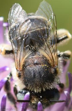 Green-eyed Flower Bee
