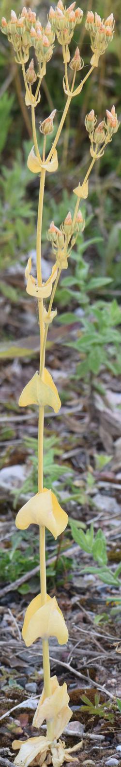 Yellow-wort