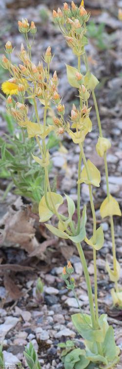 Yellow-wort