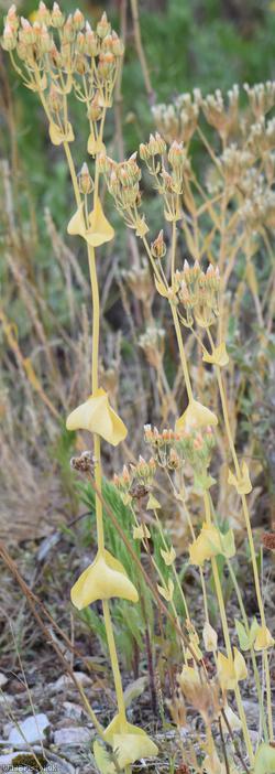 Yellow-wort