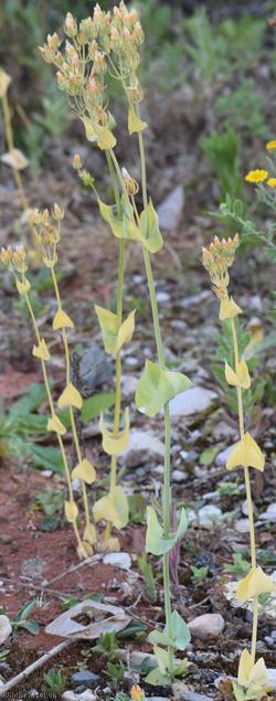 Yellow-wort