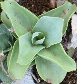 Yellow-wort
