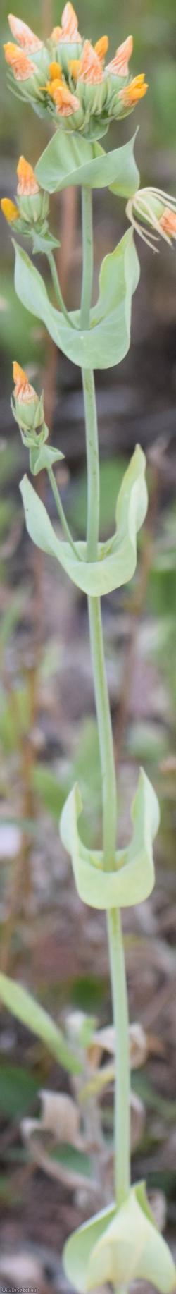 Yellow-wort