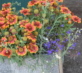 Argentine Fleabane