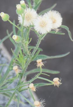 Argentine Fleabane
